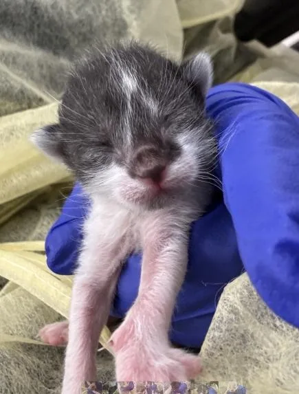 A baby medium-sized female Domestic Short Hair cat named Hallow for adoption in Dallas, TX