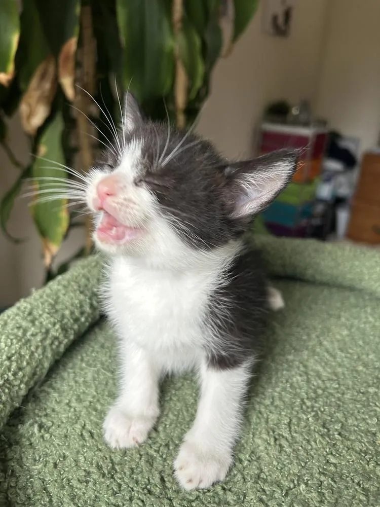 Twizzlers thumbnail 2