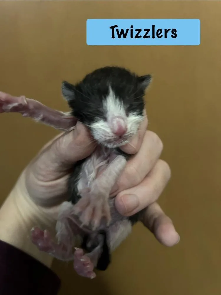 Twizzlers thumbnail 3