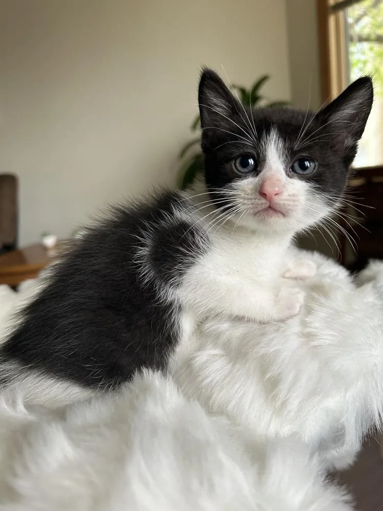 Twizzlers thumbnail 4