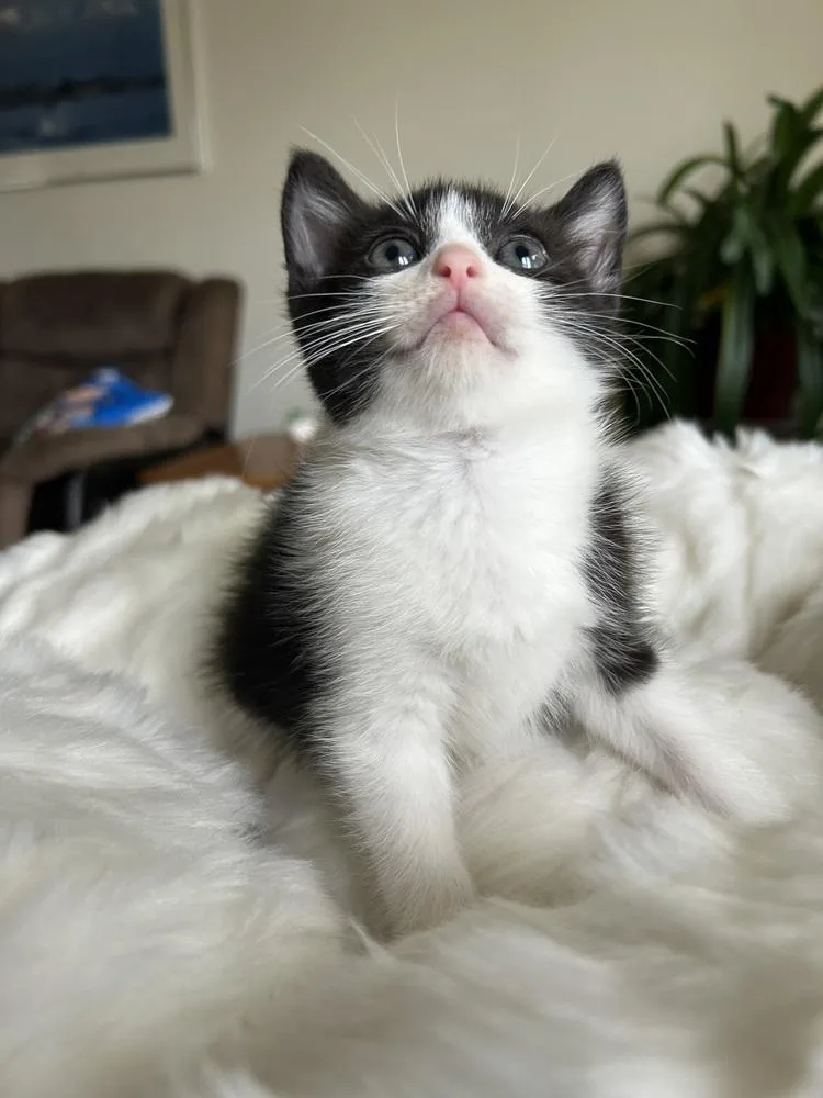 Twizzlers thumbnail 5