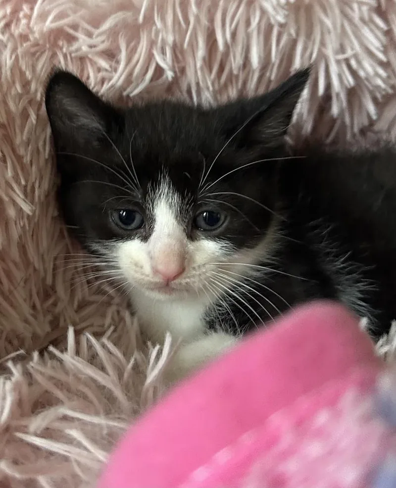 Twizzlers thumbnail 6