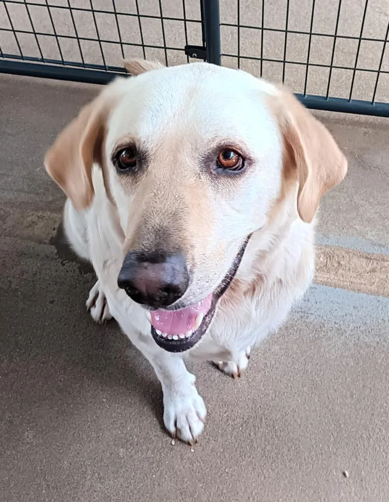 An adult medium-sized male Labrador Retriever dog named Buster for adoption in Marianna, FL