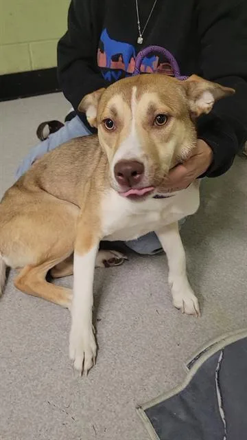 A young medium-sized female German Shepherd Dog dog named Hyacinth for adoption in Indianapolis, IN