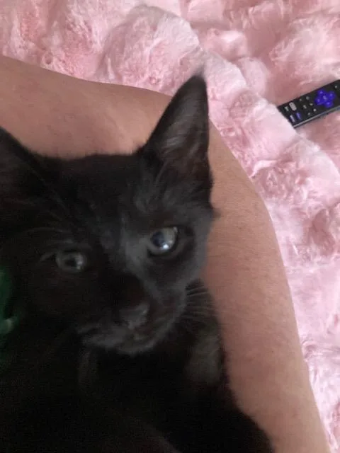 A baby small-sized female Domestic Short Hair cat named Daisy for adoption in Charlotte, NC