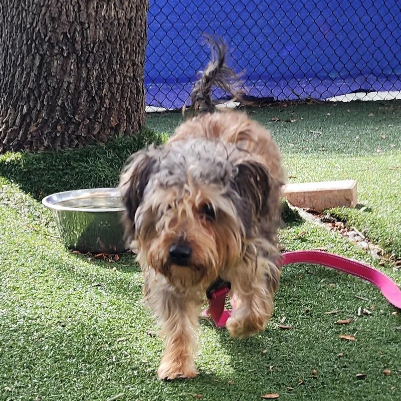 A young small-sized male Brown / Chocolate Mixed Breed dog named Soco for adoption in Naples, FL