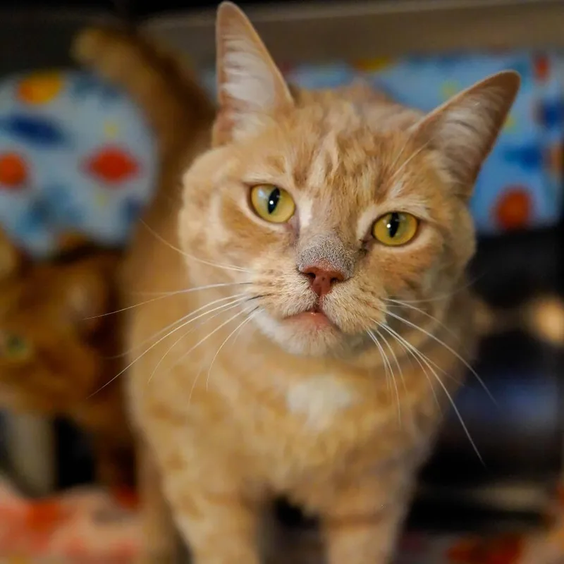 An adult small-sized female Buff / Tan / Fawn Domestic Short Hair cat named Buttercup for adoption in Thomaston, ME
