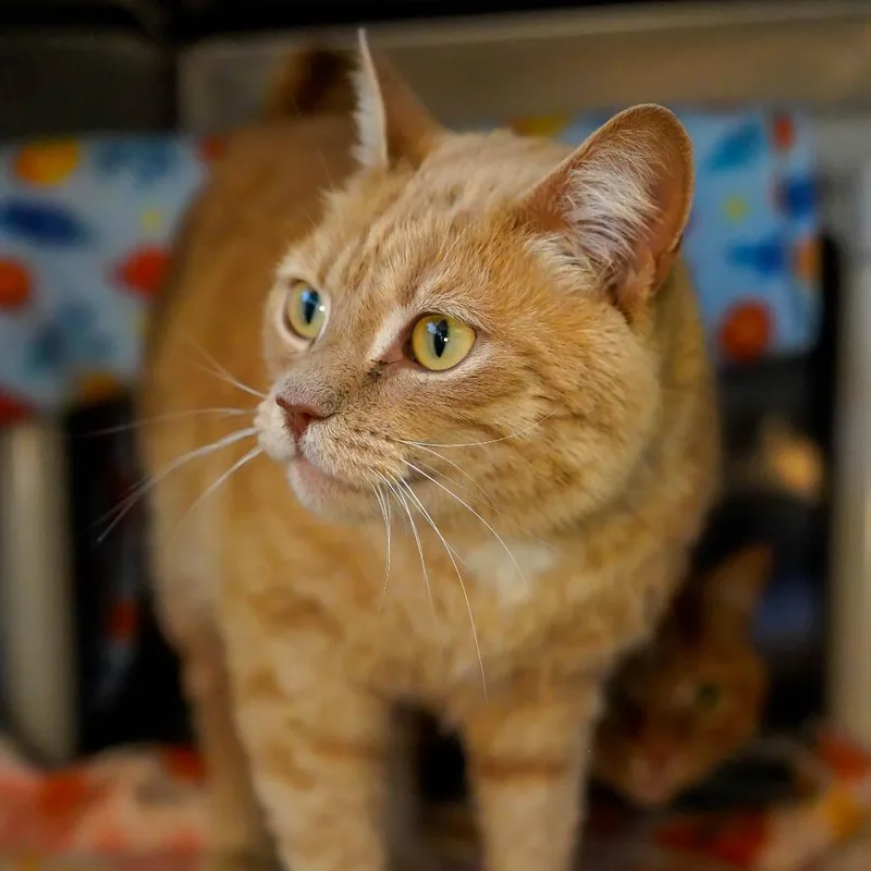 Buttercup thumbnail 2