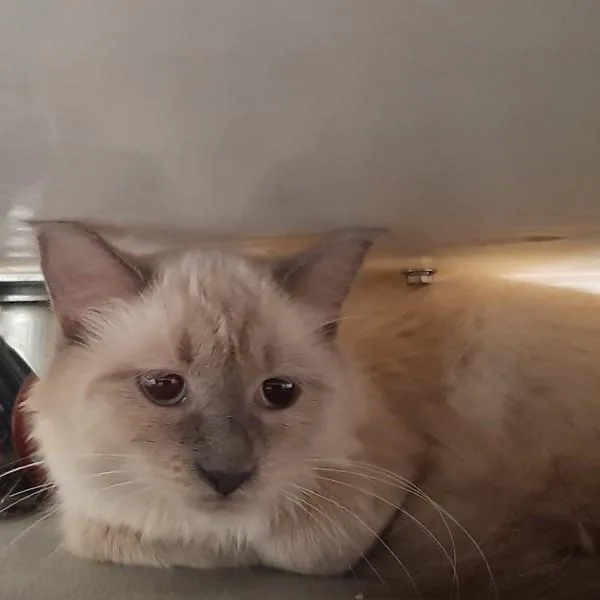 A young small-sized female Siamese cat named Quetzal Bonded With for adoption in Des Moines, IA