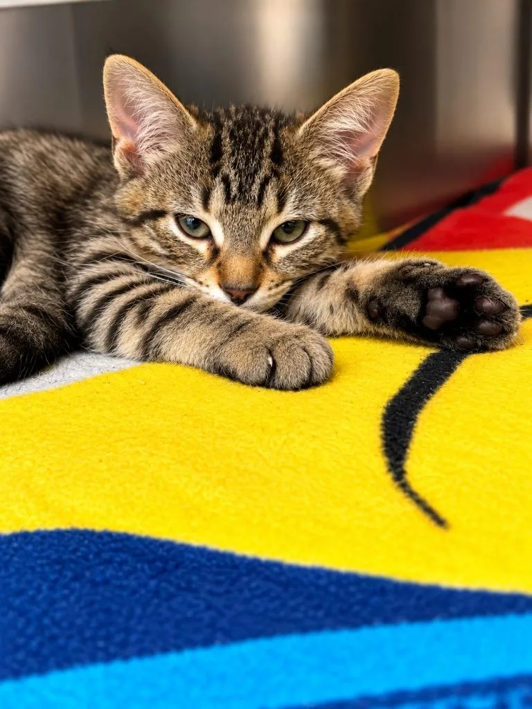 A baby small-sized female Domestic Short Hair cat named Novalie for adoption in Lima, OH