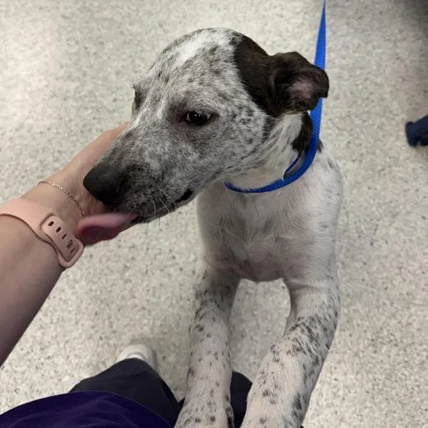 A baby small-sized male Australian Cattle Dog / Blue Heeler dog named Tillman for adoption in Des Moines, IA