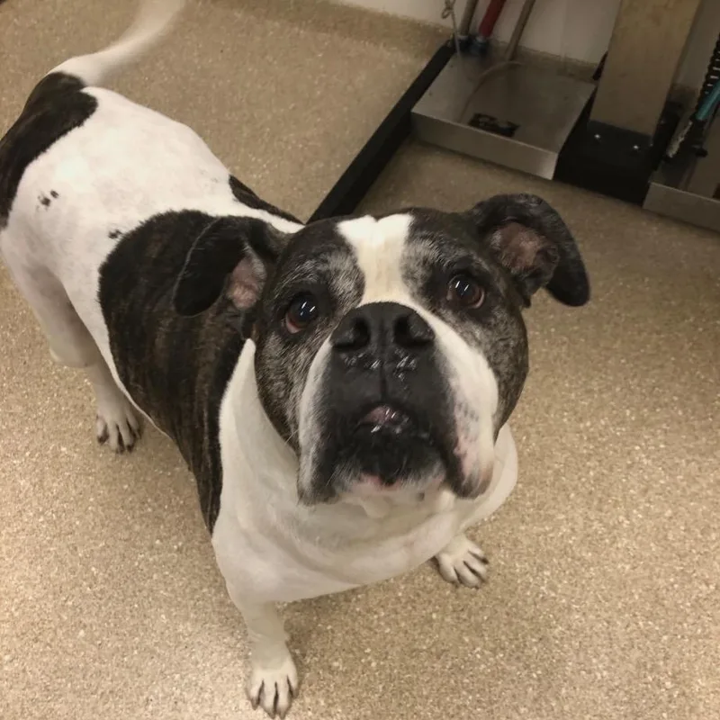A senior extra large-sized male Brindle American Bulldog dog named Rue for adoption in Prince Frederick, MD