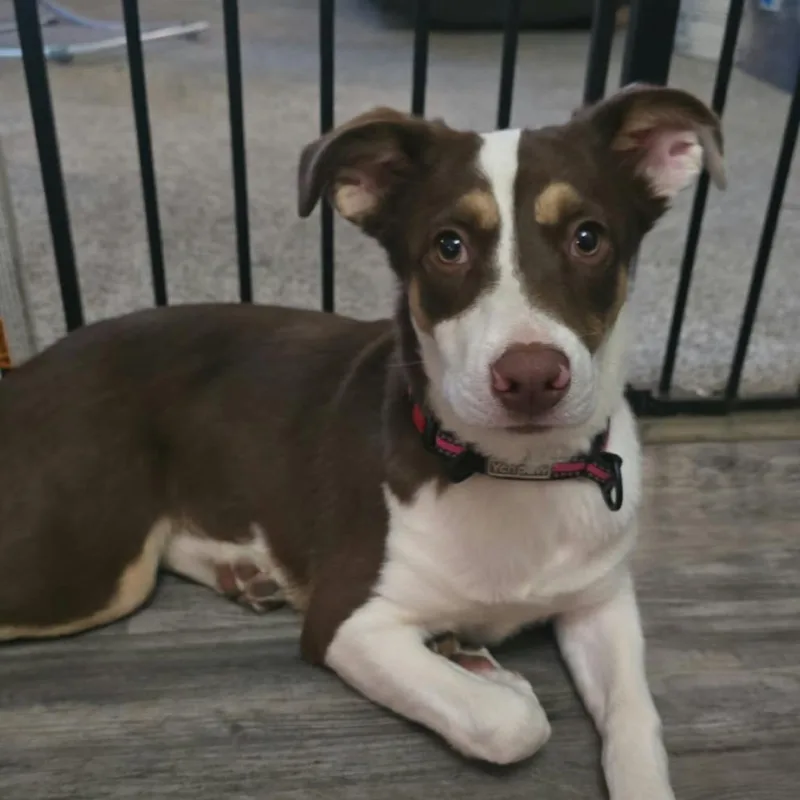 A baby medium-sized female Brown / Chocolate Mixed Breed dog named Nori for adoption in Alma, WI