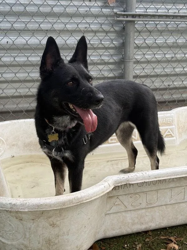 An adult large-sized female German Shepherd Dog dog named Kyra for adoption in Austin, TX