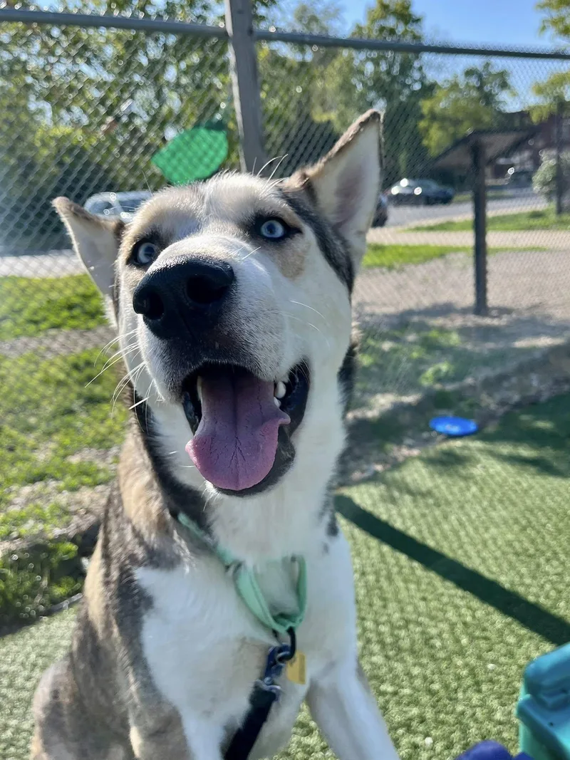 A young large-sized male Yellow / Tan / Blond / Fawn Siberian Husky dog named Tahoe for adoption in Cleveland, OH