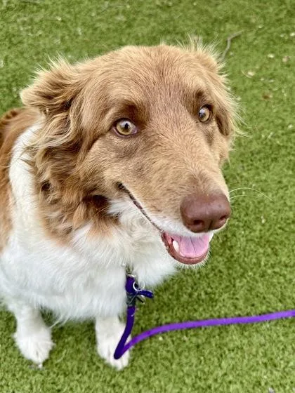 Duck  Duck  thumbnail 2