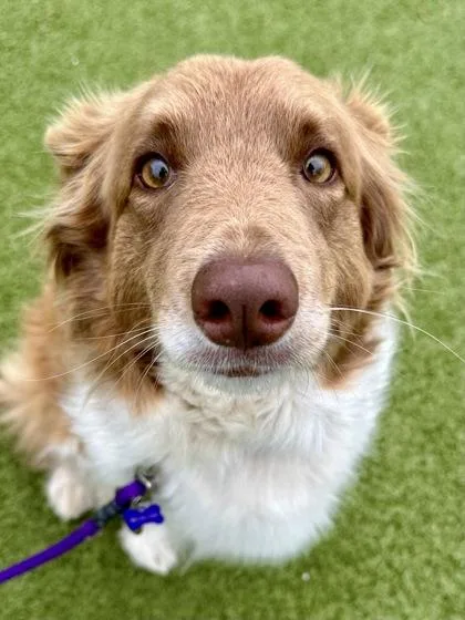 Duck  Duck  thumbnail 3