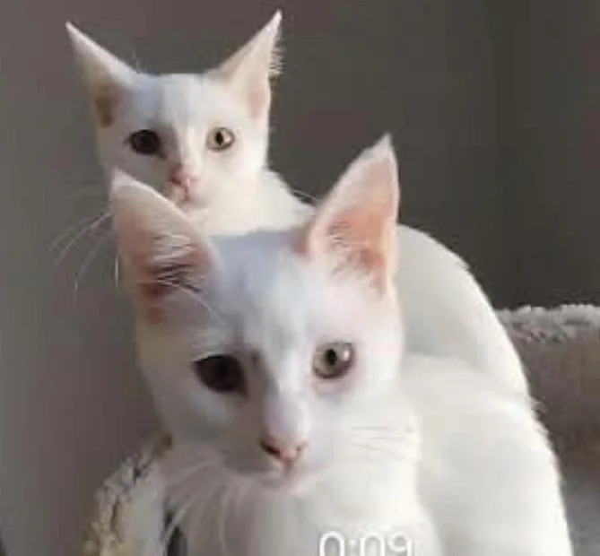 A baby small-sized male Domestic Short Hair cat named Lone Spaceballs Bonded To for adoption in Chandler, AZ