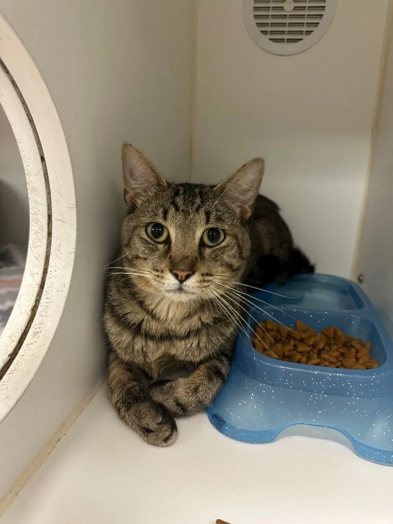 A young medium-sized male Domestic Short Hair cat named Donnie for adoption in Johnson City, TN