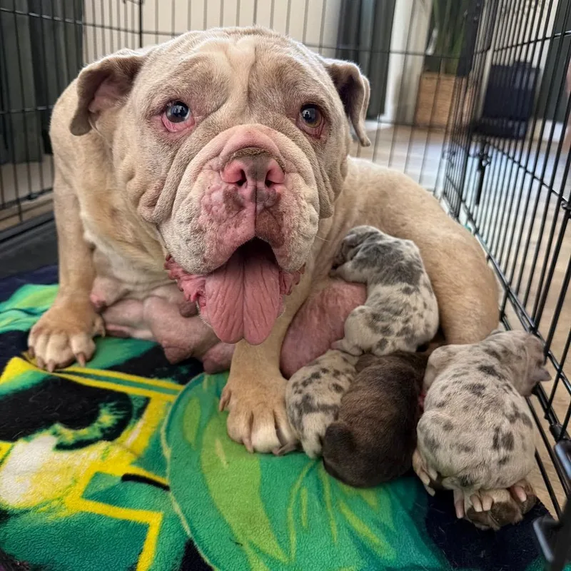 An adult medium-sized female White / Cream English Bulldog dog named Betsy for adoption in Sacramento, CA