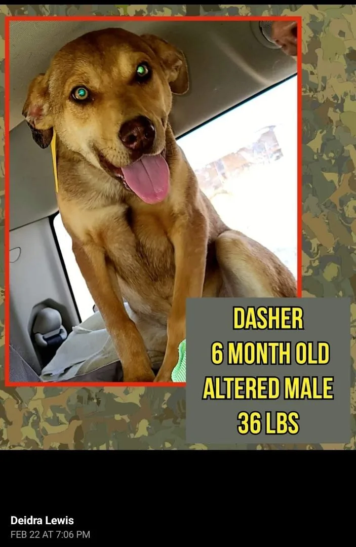 Dasher
