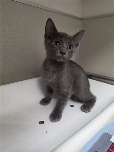 A baby small-sized female Domestic Short Hair cat named Jolly for adoption in Tracy, CA