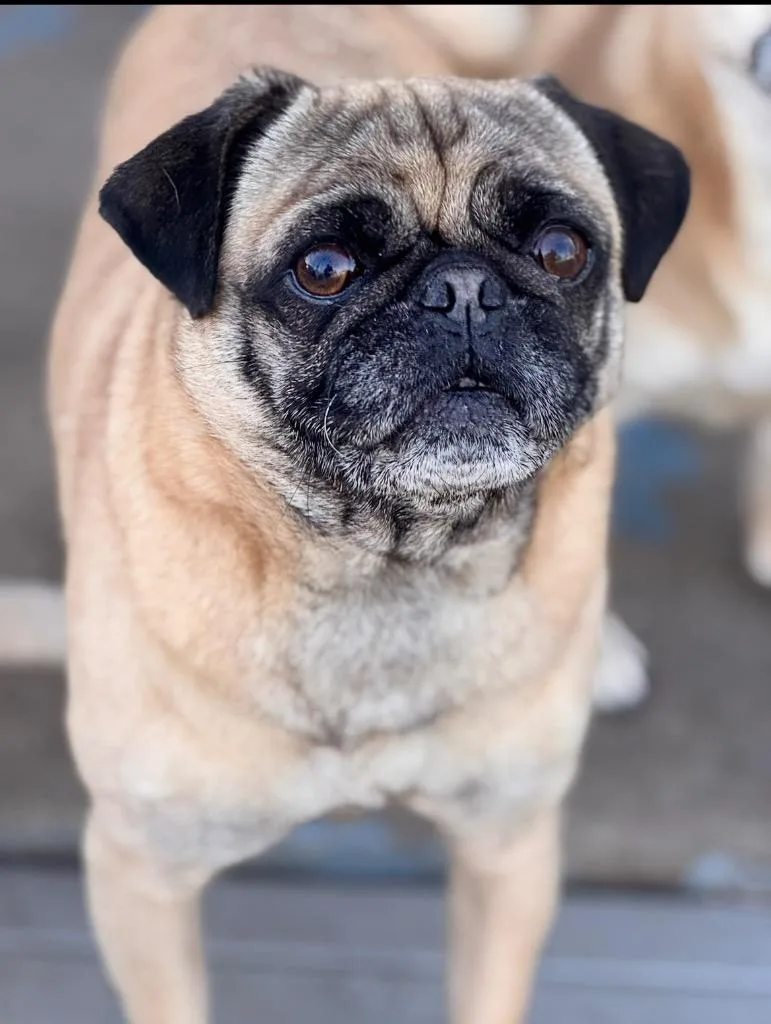 Gus