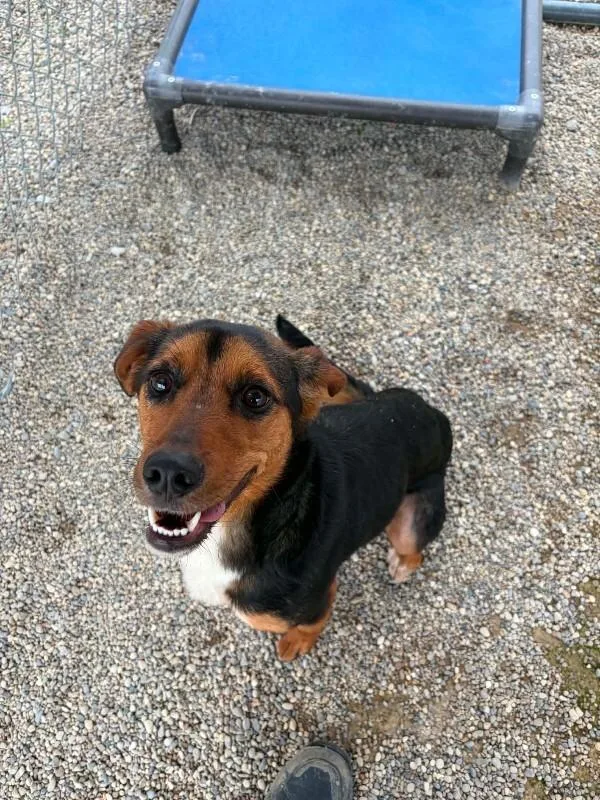 A young medium-sized female Tricolor (Brown, Black, & White) Hound dog named Lacie for adoption in Georgetown, OH