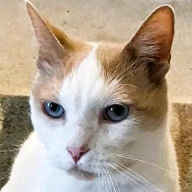 Blue Eyes thumbnail 2