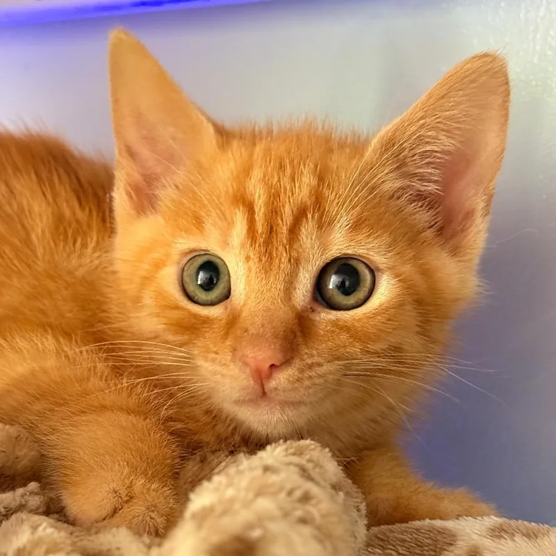 A baby small-sized male Domestic Short Hair cat named Gideon for adoption in Cumming, GA