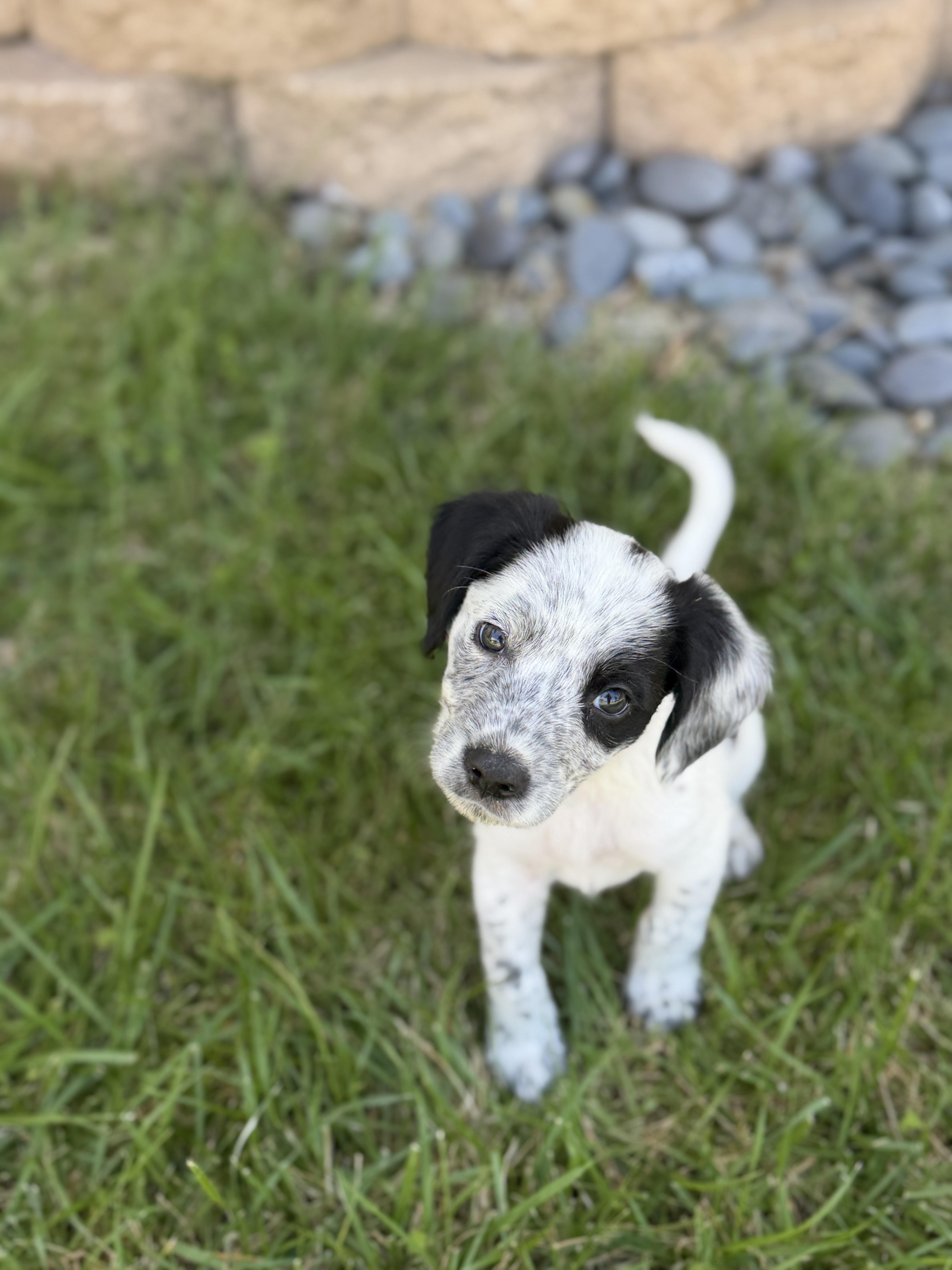 A baby medium-sized male English Springer Spaniel dog named Guitar for adoption in San Diego, CA