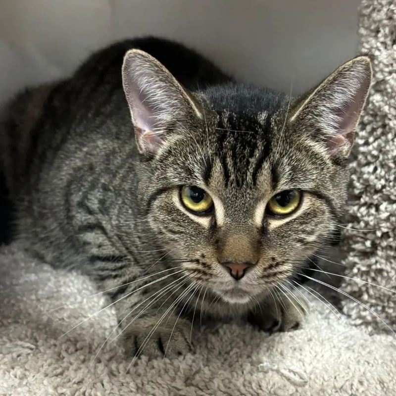 A young medium-sized female Gray / Blue / Silver Domestic Short Hair cat named Nala for adoption in Hamburg, NY