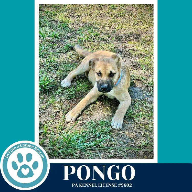 A baby medium-sized male Brown / Chocolate Shepherd dog named Pongo for adoption in Kimberton, PA