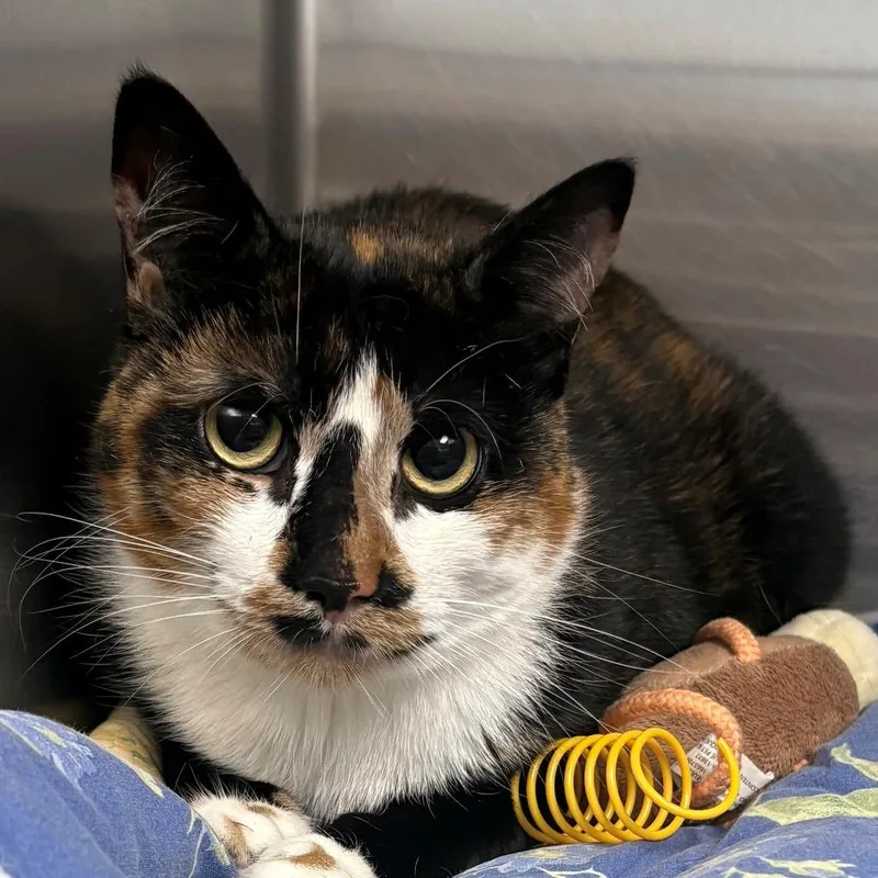 An adult small-sized female Calico Domestic Short Hair cat named Niblet for adoption in East Hanover, NJ