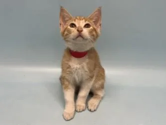 A baby small-sized female Domestic Short Hair cat named Honeybee for adoption in Golden Valley, MN