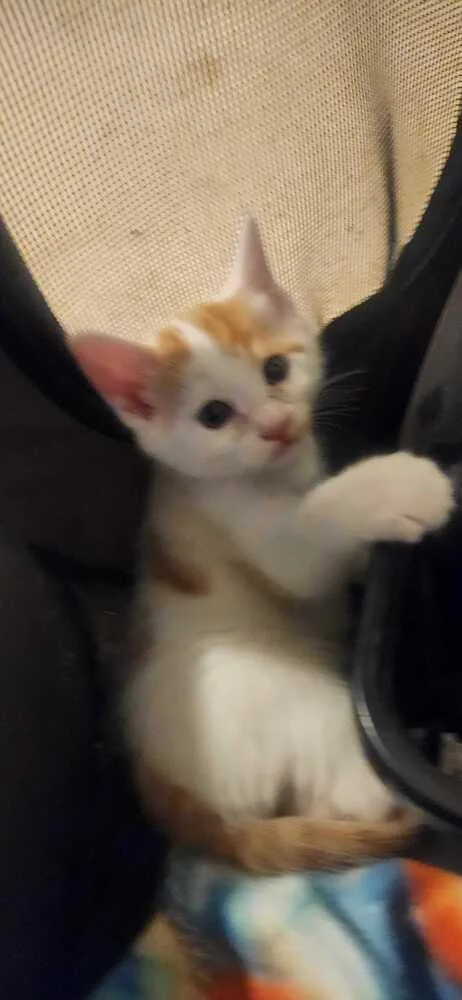 A baby medium-sized male Orange & White Domestic Short Hair cat named Lumi for adoption in North Brunswick, NJ