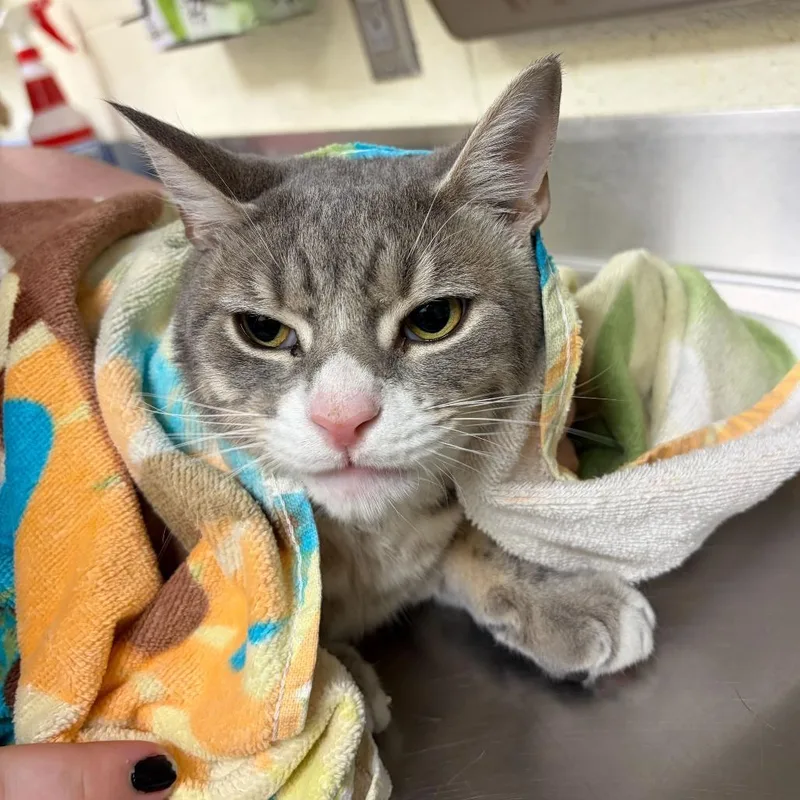 An adult large-sized male Gray / Blue / Silver Domestic Short Hair cat named Nekodo for adoption in Asheville, NC