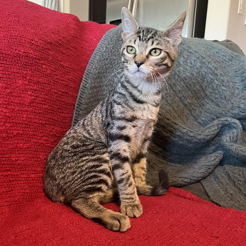 A baby medium-sized male Tabby (Brown / Chocolate) Domestic Short Hair cat named Frido for adoption in Liverpool, TX
