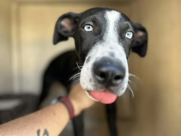 A young large-sized male Siberian Husky dog named Smitty for adoption in Victorville, CA