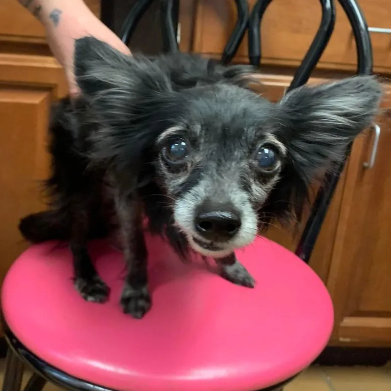 A senior small-sized male Black Pomeranian dog named Peanut for adoption in Huntington, WV