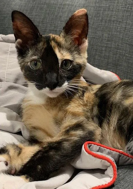 A baby medium-sized female Calico cat named Tulip for adoption in Wesley Chapel, FL