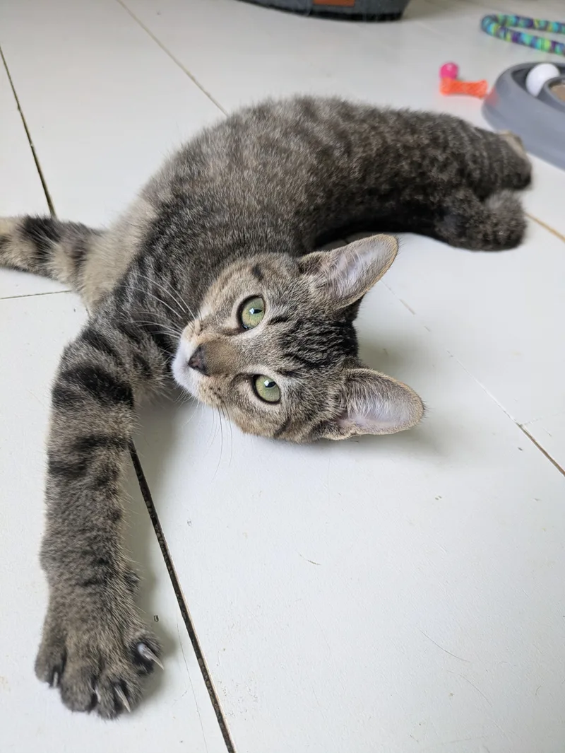 A baby large-sized male Tabby (Brown / Chocolate) Domestic Short Hair cat named Claptrap for adoption in Omaha, NE