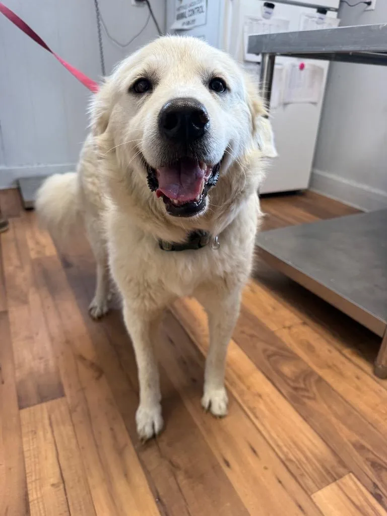 An adult large-sized female Great Pyrenees dog named Bianca for adoption in Fayetteville, TN