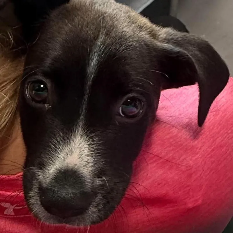 A baby small-sized male Yellow / Tan / Blond / Fawn Mixed Breed dog named Max for adoption in Fairfax, VA