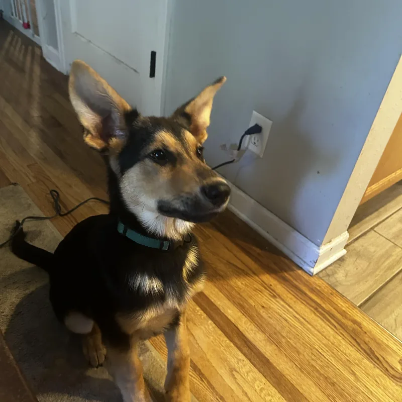 A baby large-sized male Mixed Breed dog named Funnie for adoption in Sioux Falls, SD