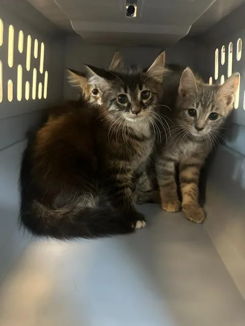 A baby small-sized male Domestic Medium Hair cat named Tantrum for adoption in Rome, GA