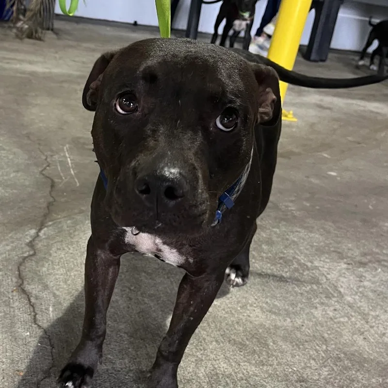 An adult medium-sized female Black Terrier dog named Ummi for adoption in Tampa, FL