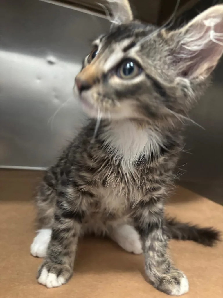 A baby small-sized male Domestic Short Hair cat named Frankie for adoption in Cartersville , GA