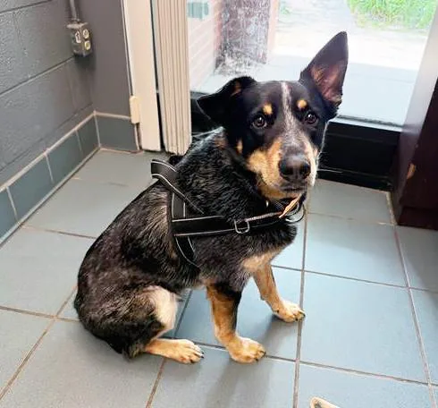 An adult medium-sized male Black Mixed Breed dog named Dubstep for adoption in Nashville, TN
