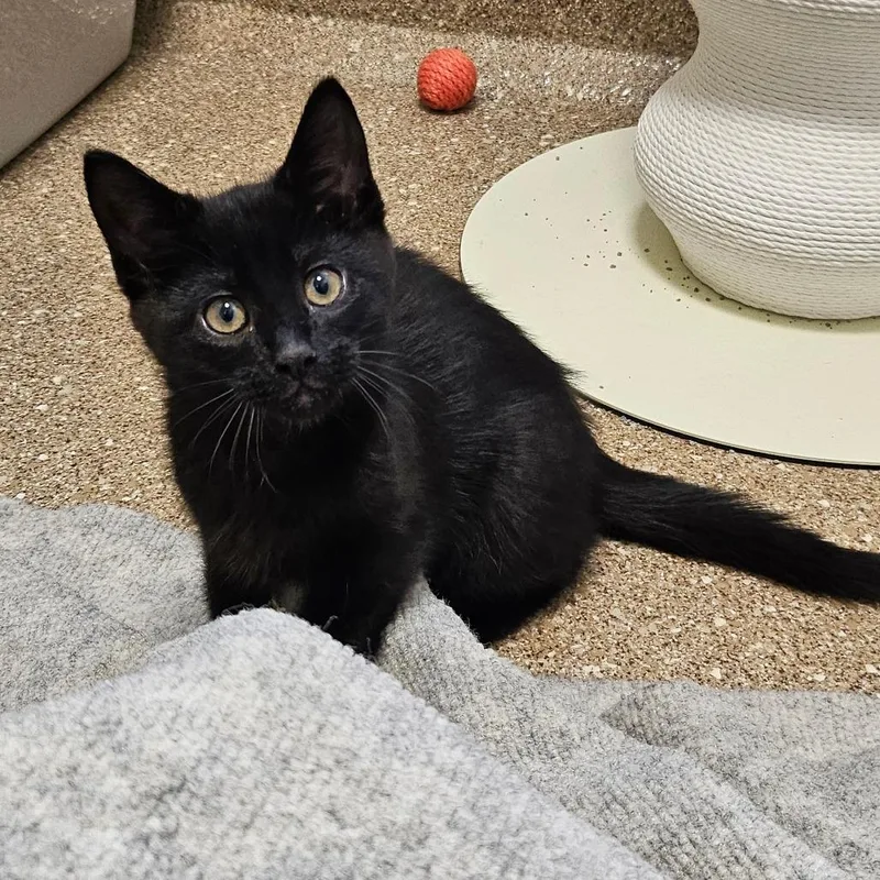 A baby small-sized male Black Domestic Short Hair cat named Jink for adoption in Sonoma, CA